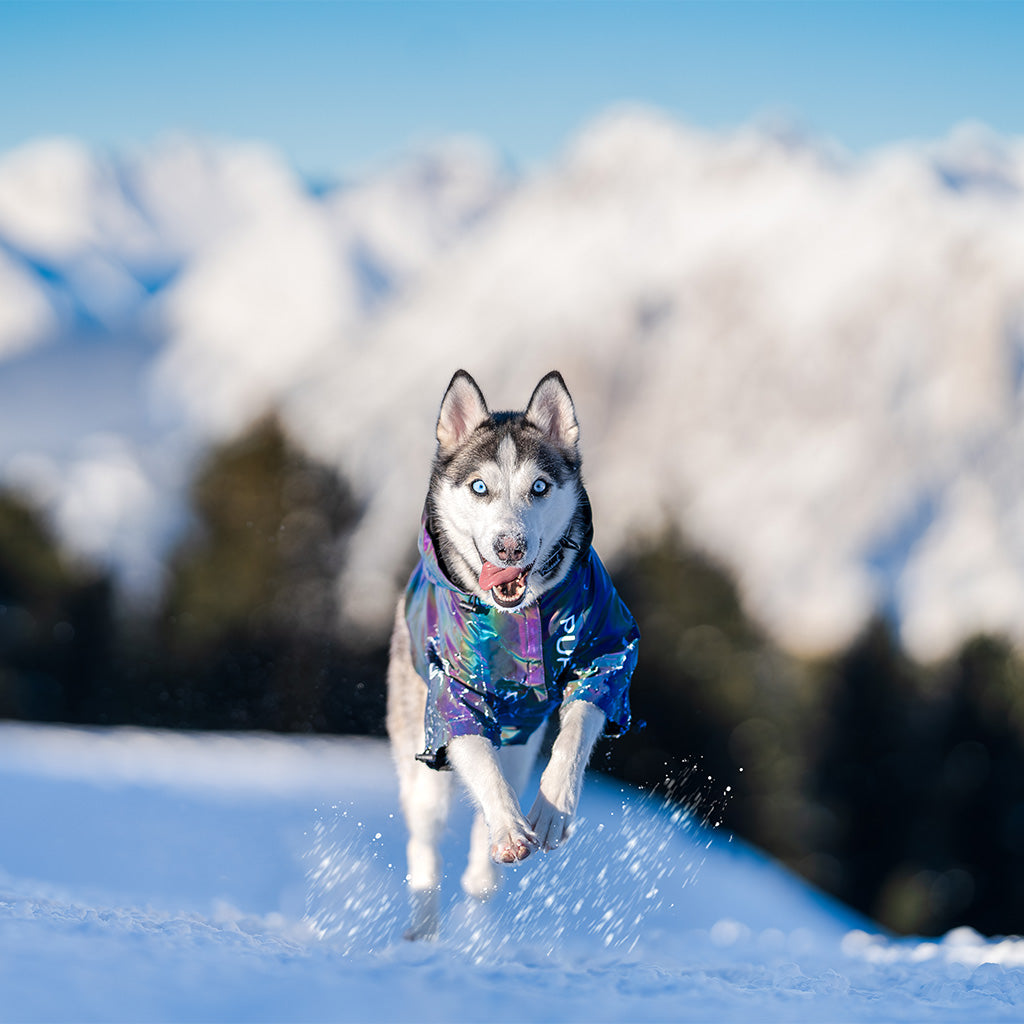 LuminFur dog jacket